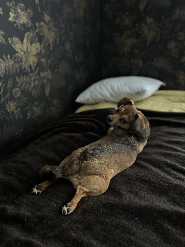 Topolino, an Eastern European Village Dog tested with EmbarkVet.com