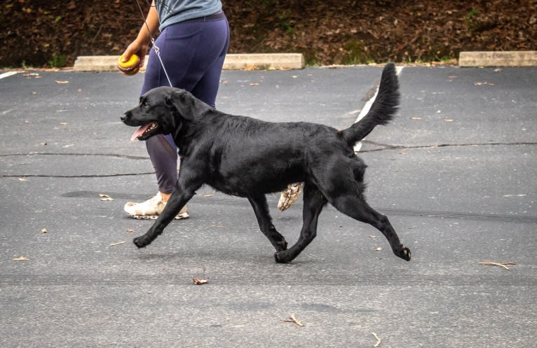 River, a Labrador Retriever tested with EmbarkVet.com