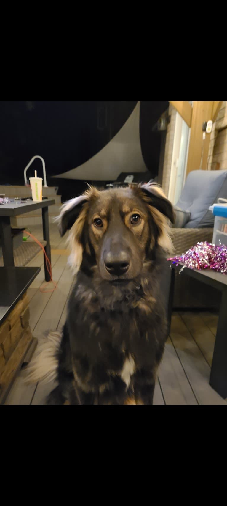 Oakley, an Alaskan Malamute and German Shepherd Dog mix tested with EmbarkVet.com