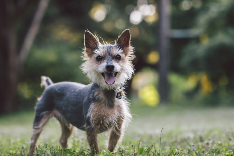 Pico, a Yorkshire Terrier and Miniature Schnauzer mix tested with EmbarkVet.com