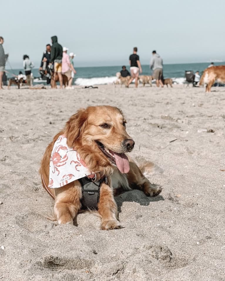 Marley, a Golden Retriever tested with EmbarkVet.com