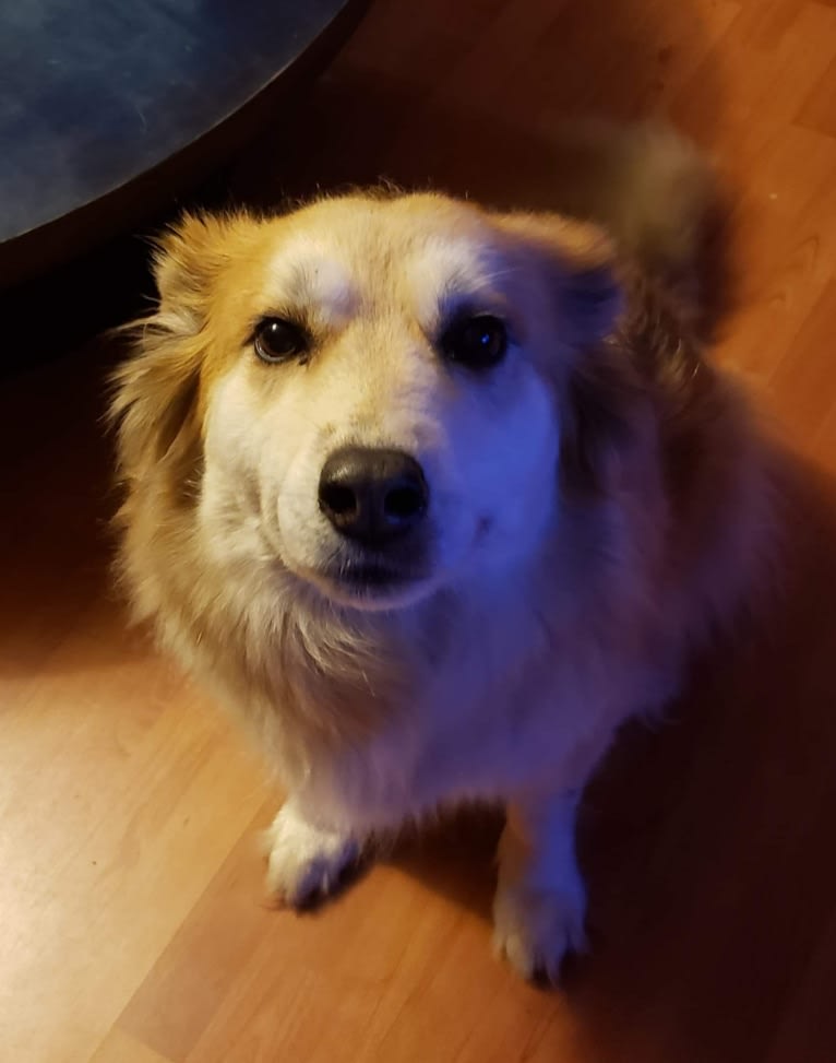 Amber, an Australian Cattle Dog and German Shepherd Dog mix tested with EmbarkVet.com