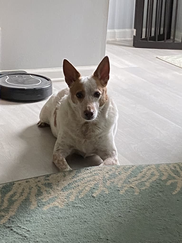 Ginger, an Australian Cattle Dog and German Shepherd Dog mix tested with EmbarkVet.com