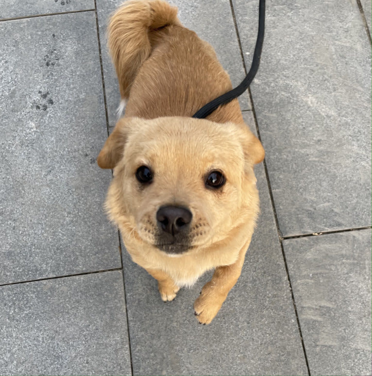 Teddy Bear, a Poodle (Small) and Chow Chow mix tested with EmbarkVet.com