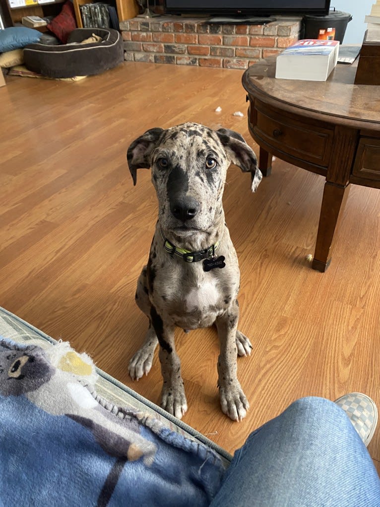 Buddy, an American Pit Bull Terrier and Great Dane mix tested with EmbarkVet.com