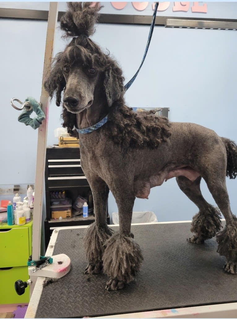 Jazzy, a Poodle (Standard) tested with EmbarkVet.com