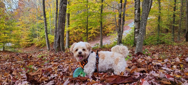 Marlin, a Havanese tested with EmbarkVet.com