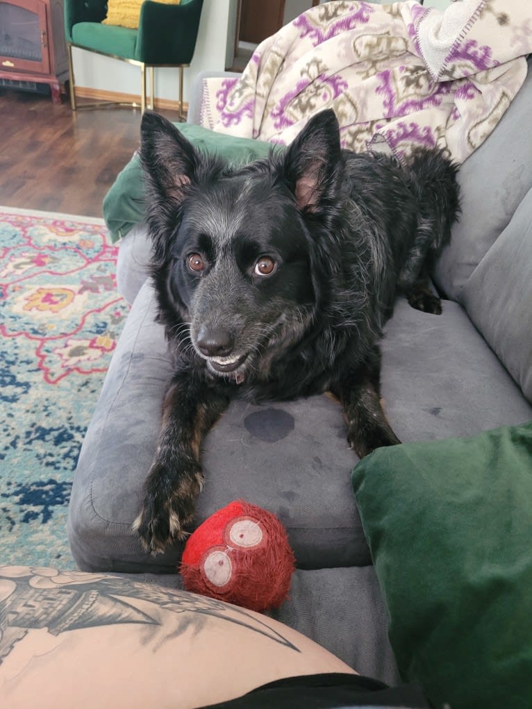 Odin 'stinky butt' Mussatti, an Australian Cattle Dog tested with EmbarkVet.com