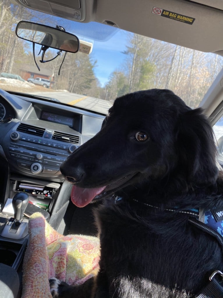 Care Bear Ross, a Labrador Retriever and Australian Cattle Dog mix tested with EmbarkVet.com