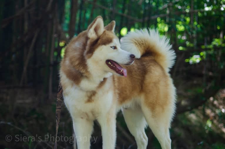 Buck, a Siberian Husky tested with EmbarkVet.com