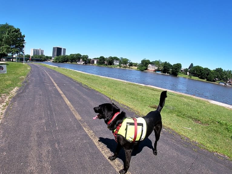 Victor, a Labrador Retriever and German Shepherd Dog mix tested with EmbarkVet.com