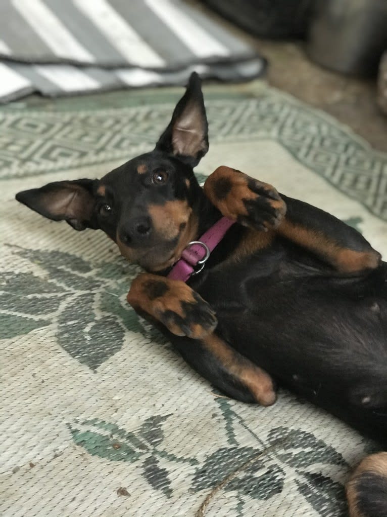 Robbie, a Manchester Terrier (Standard) tested with EmbarkVet.com