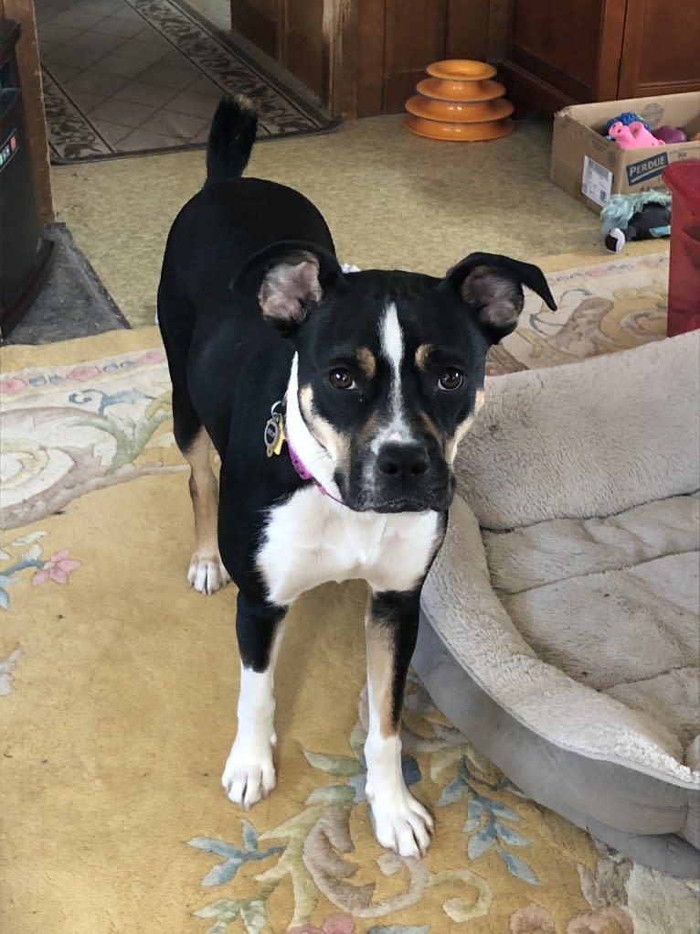 Shelby, a Boxer and Border Collie mix tested with EmbarkVet.com