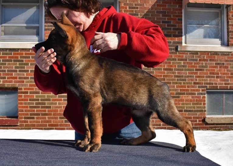 Booth vom Wahrsten, a German Shepherd Dog tested with EmbarkVet.com