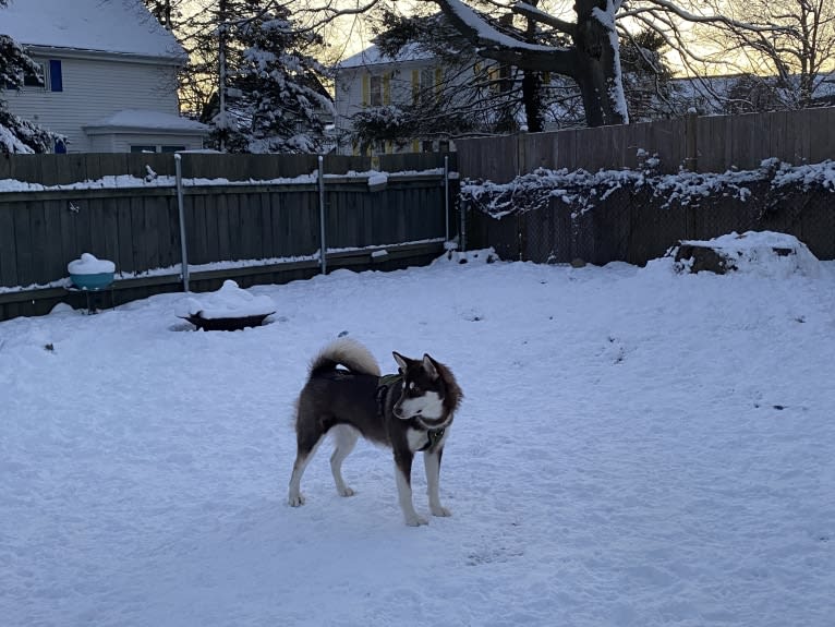 Suki, an Alaskan Malamute tested with EmbarkVet.com