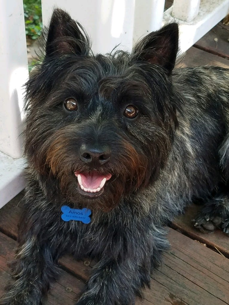 Amos, a Cairn Terrier tested with EmbarkVet.com