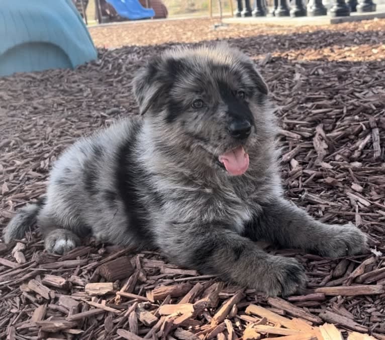 Stubby, a German Shepherd Dog tested with EmbarkVet.com