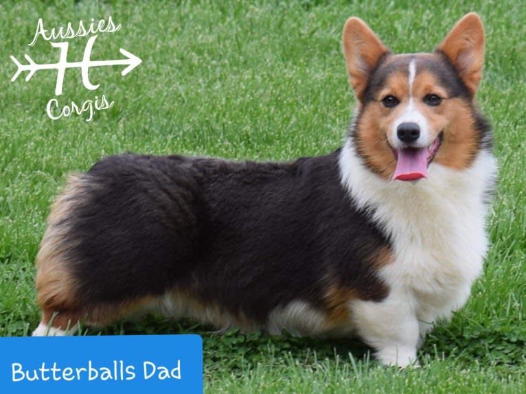 Butterball, a Pembroke Welsh Corgi tested with EmbarkVet.com