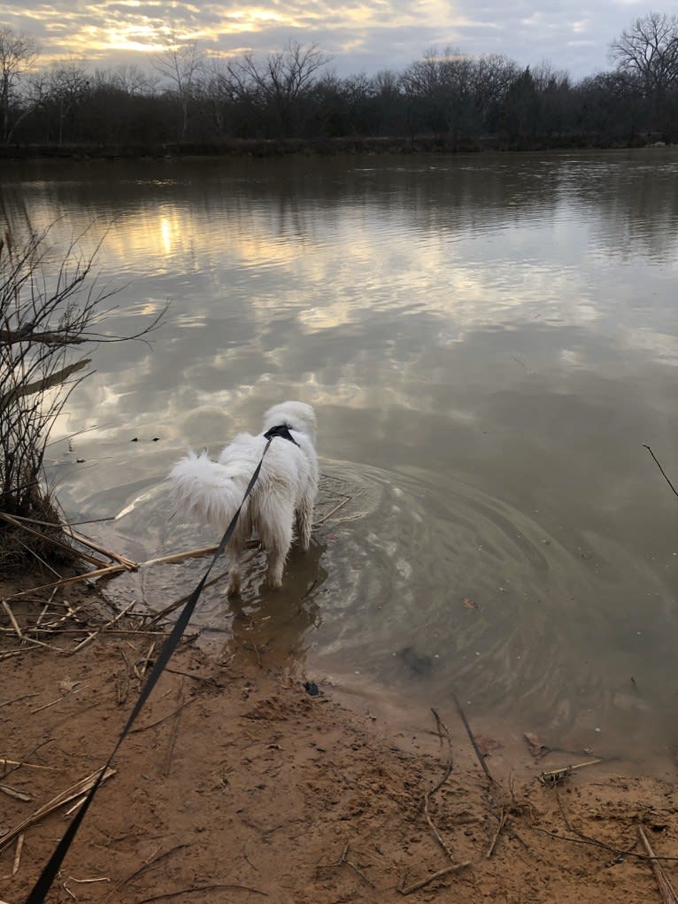 Looney “Chik’in Mini Bandit” Bear, a Great Pyrenees tested with EmbarkVet.com