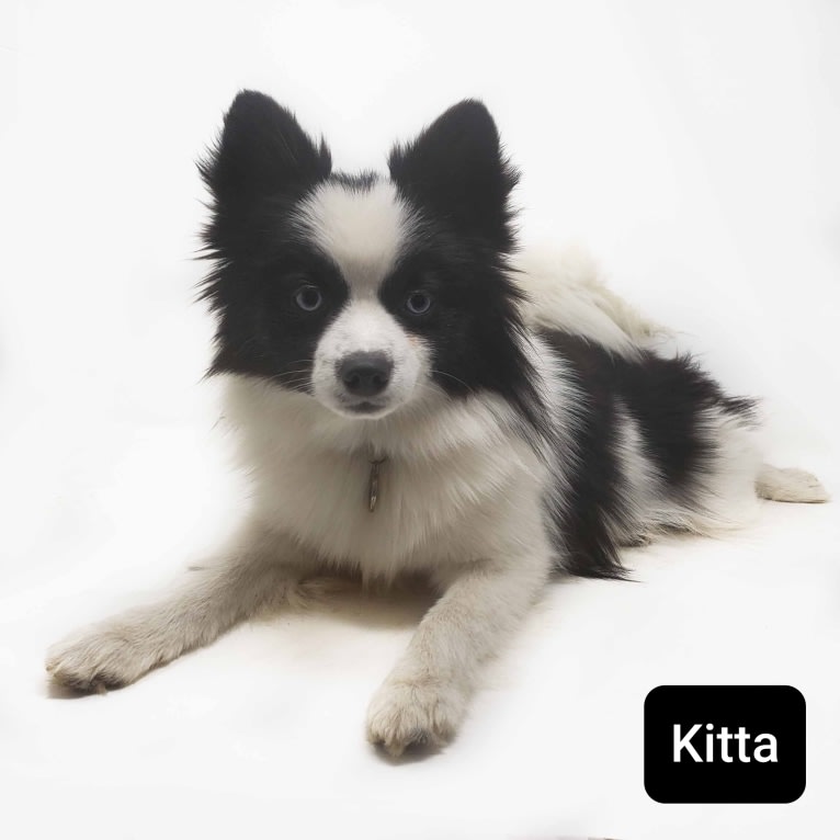 Kita, a Pomsky tested with EmbarkVet.com