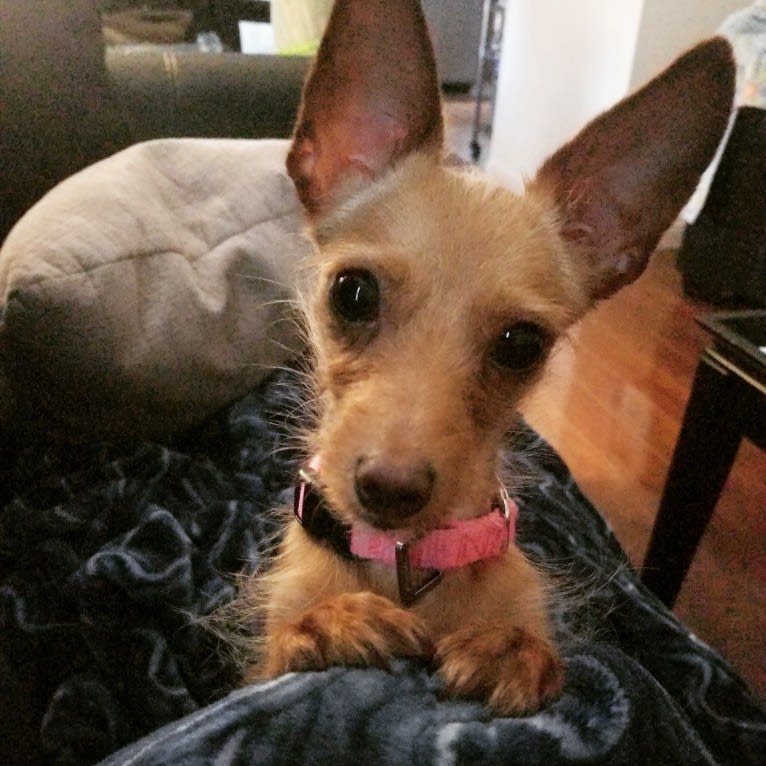 Lilith, a Yorkshire Terrier and Chihuahua mix tested with EmbarkVet.com