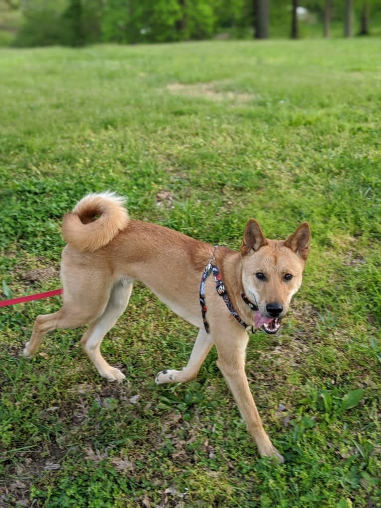 Apollo, a Jindo tested with EmbarkVet.com