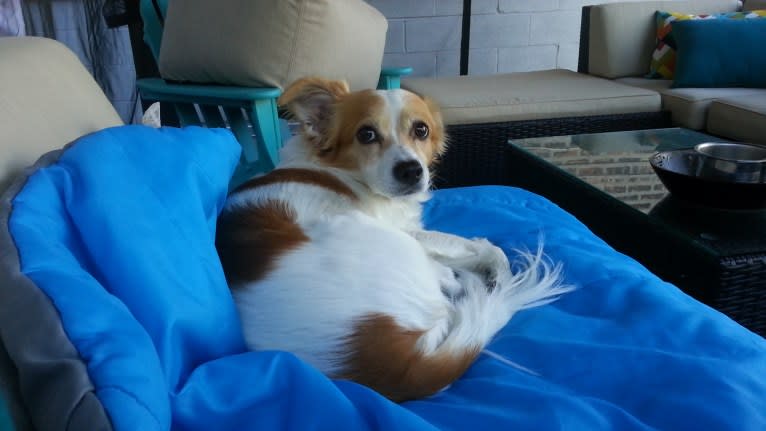 Hobbes, a Chihuahua and Pomeranian mix tested with EmbarkVet.com