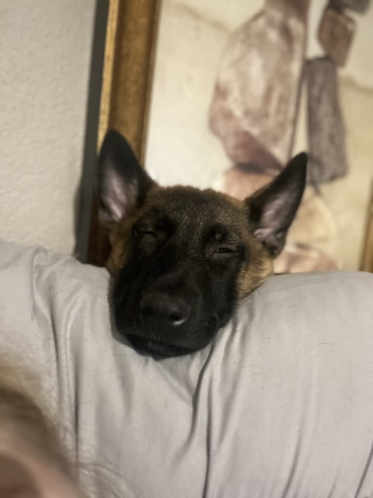 Nubi, a Belgian Malinois and German Shepherd Dog mix tested with EmbarkVet.com