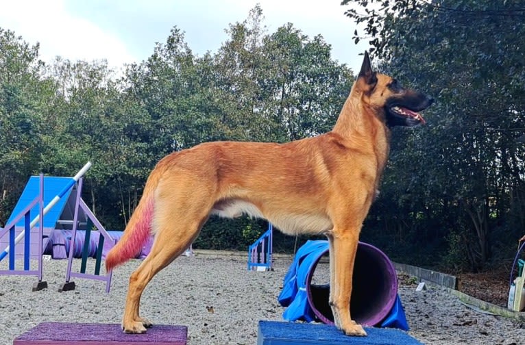 Goldmali quicksilver "zeke", a Belgian Shepherd tested with EmbarkVet.com