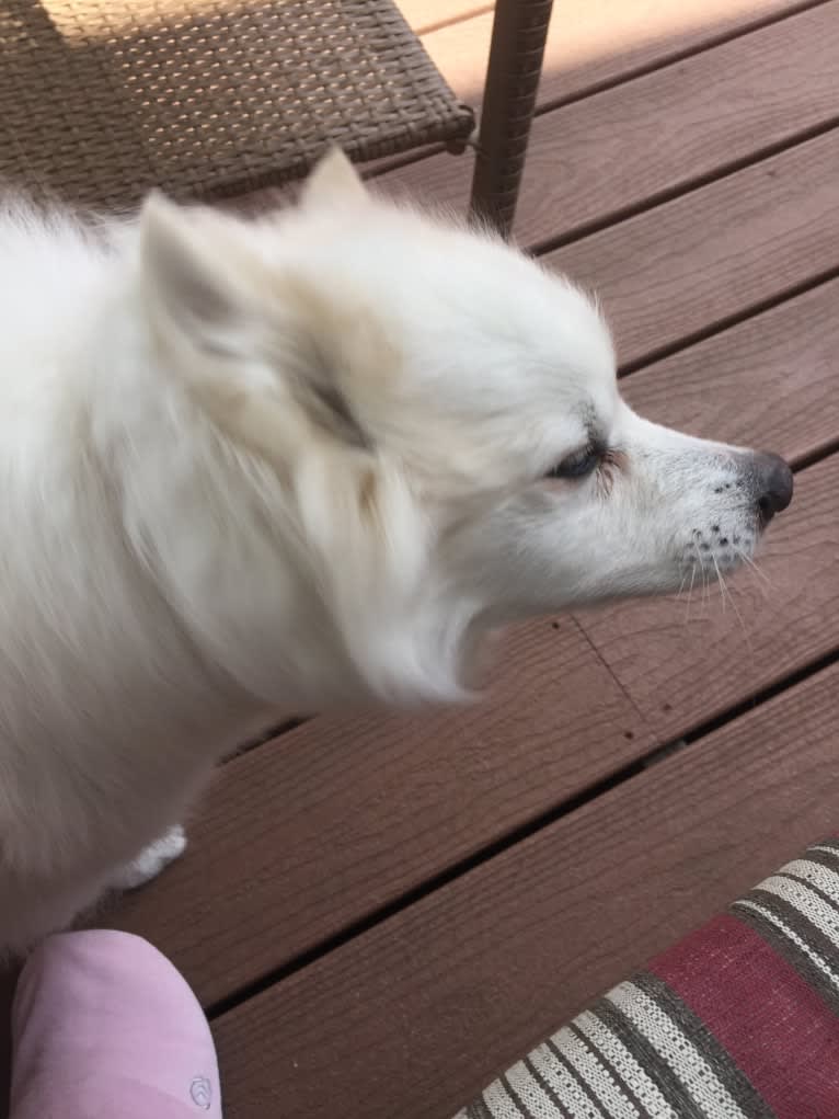 Bo, an American Eskimo Dog tested with EmbarkVet.com