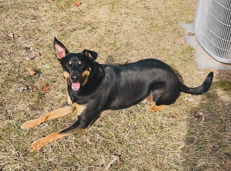 Killua, an Australian Cattle Dog and Cavalier King Charles Spaniel mix tested with EmbarkVet.com