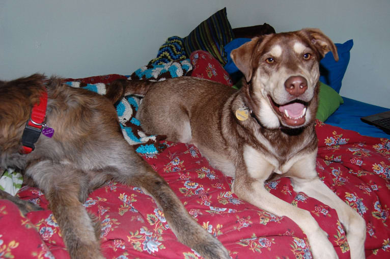 Chu, a Labrador Retriever and Siberian Husky mix tested with EmbarkVet.com