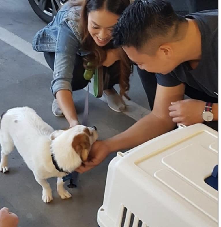 Benji, a Chinese Village Dog tested with EmbarkVet.com