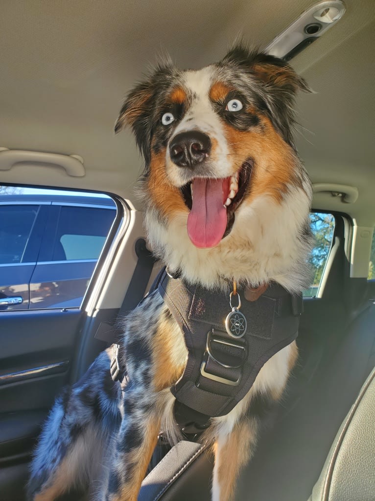 Ellie Einstein Cow Creek Aussies, an Australian Shepherd tested with EmbarkVet.com