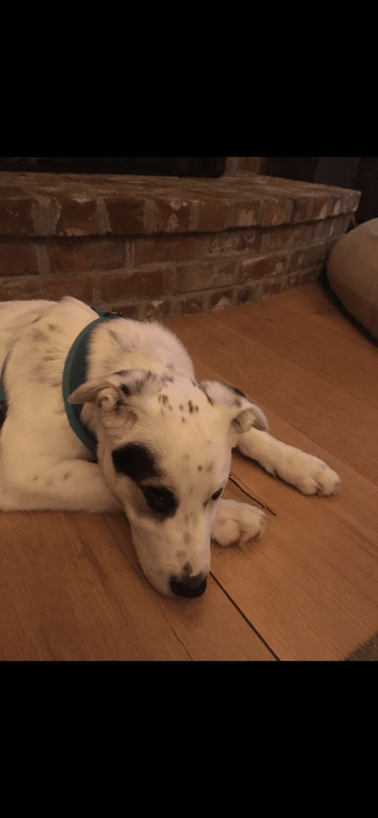 Toby, an American Pit Bull Terrier and Great Pyrenees mix tested with EmbarkVet.com