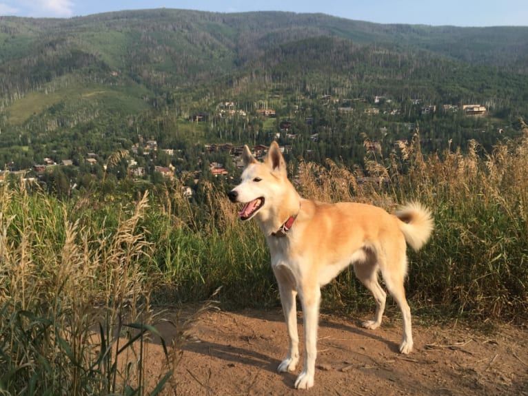 Roco, an Alaskan-type Husky tested with EmbarkVet.com