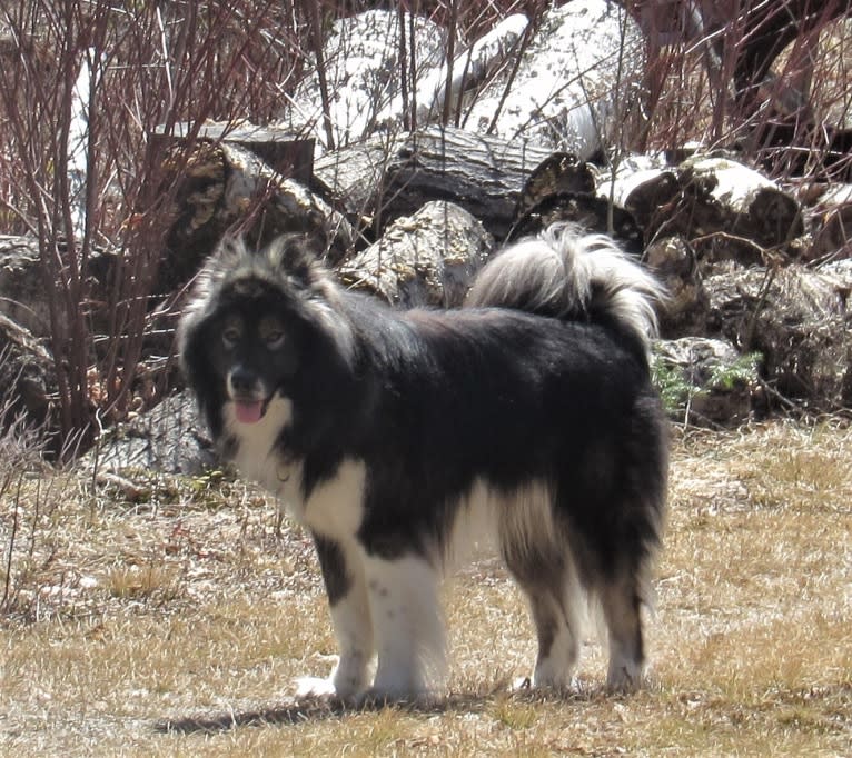 Randal, a Greenland Dog tested with EmbarkVet.com