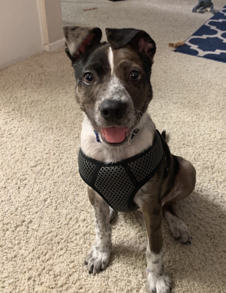 Miles, an Australian Cattle Dog and Boston Terrier mix tested with EmbarkVet.com