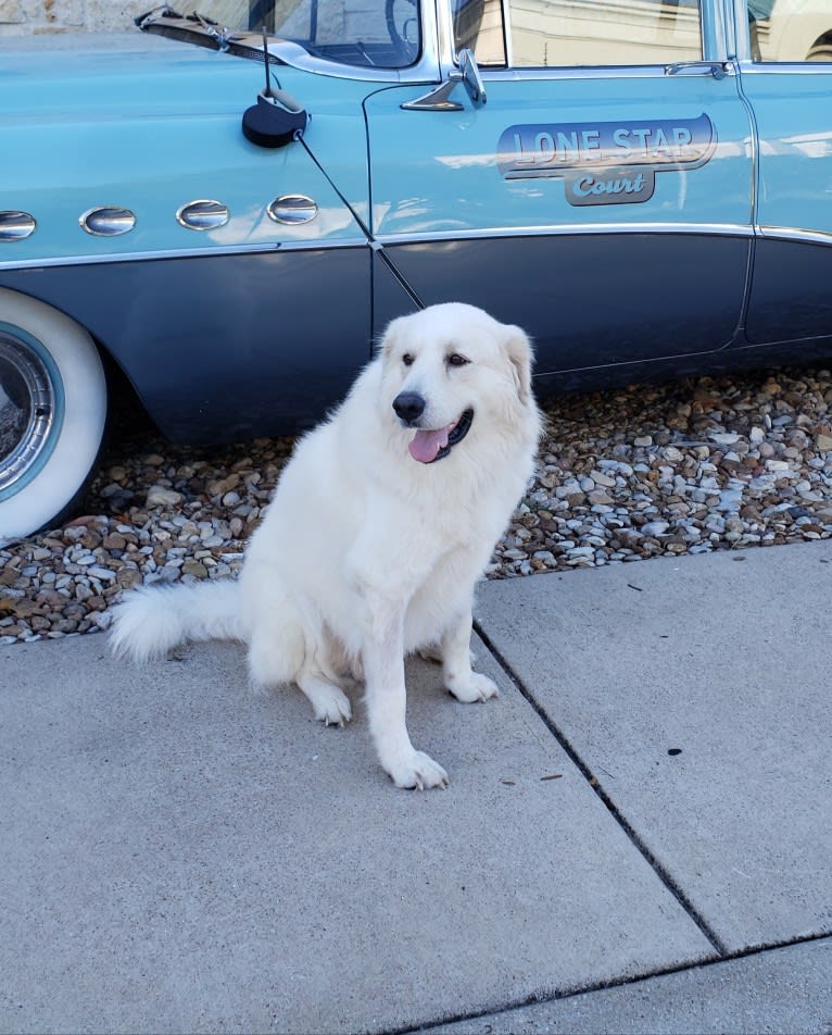 Toby, a Great Pyrenees tested with EmbarkVet.com