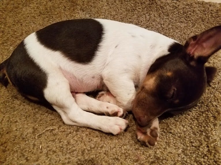 Davey, a Teddy Roosevelt Terrier tested with EmbarkVet.com