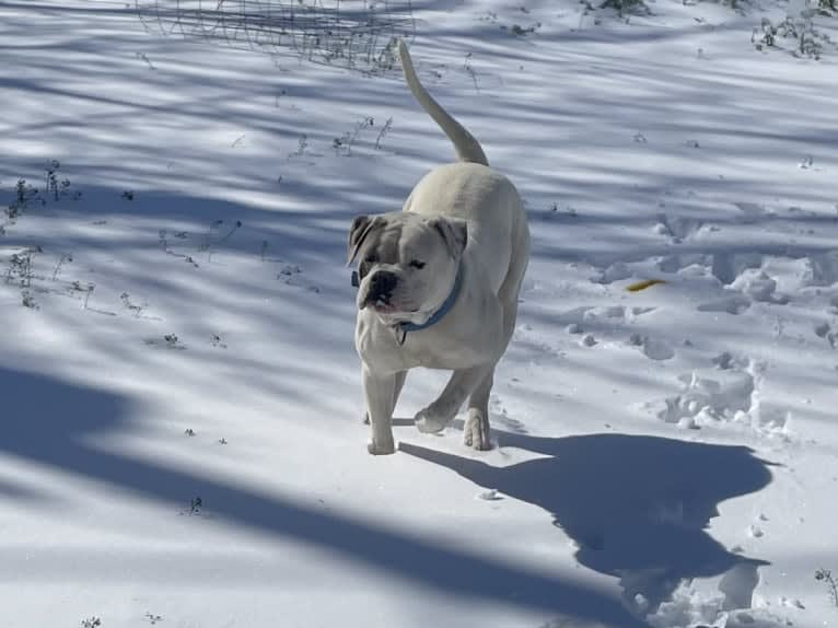 Bruno, an American Bulldog tested with EmbarkVet.com