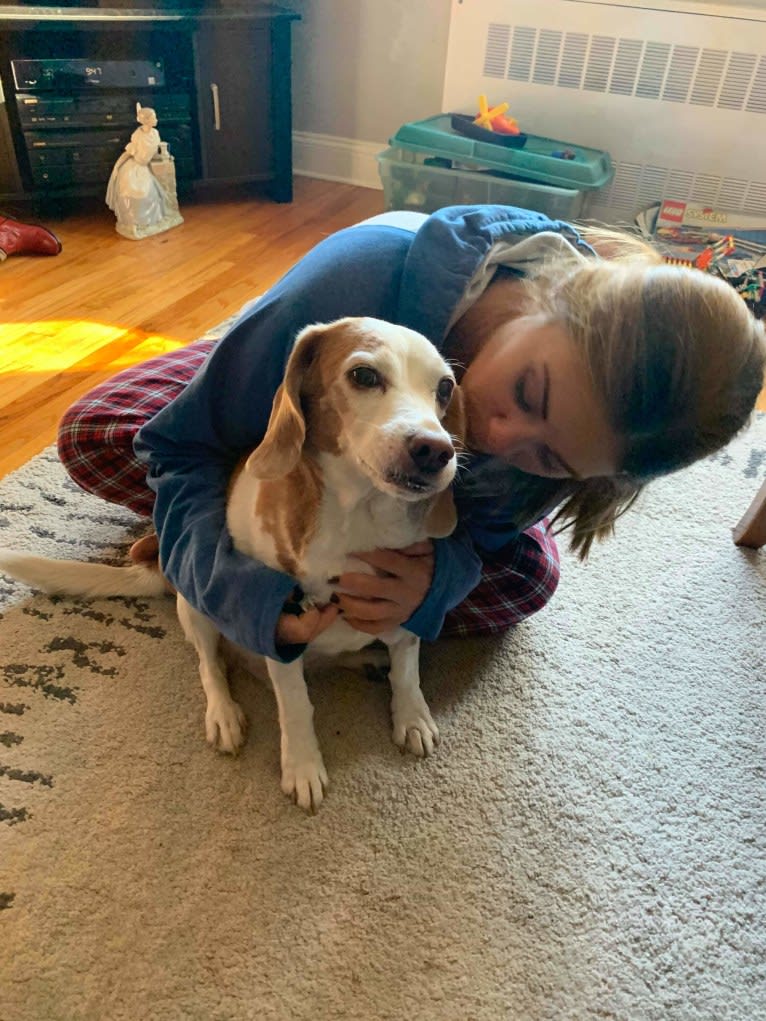 Tucker, a Beagle tested with EmbarkVet.com