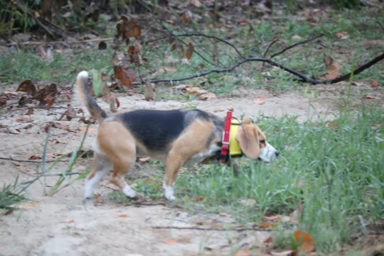 Fancy, a Beagle tested with EmbarkVet.com