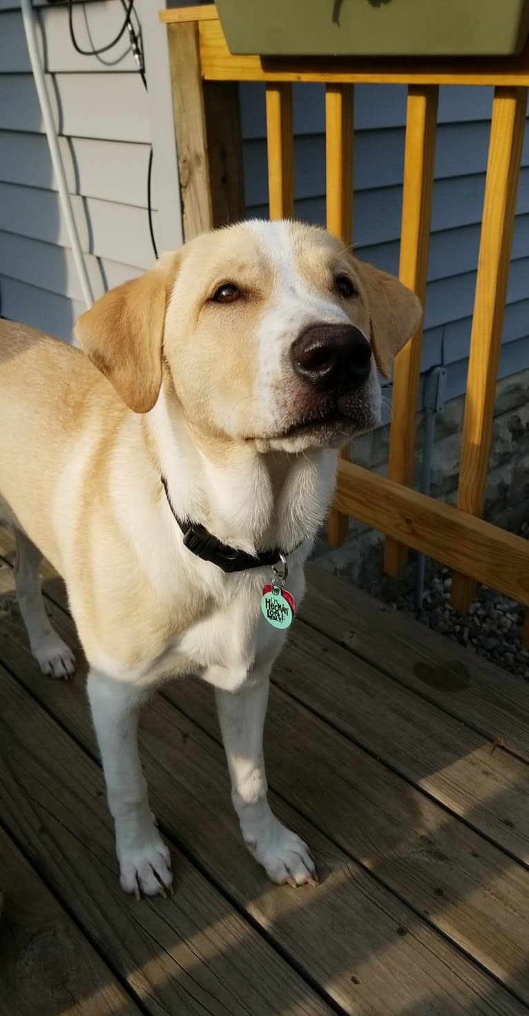 Whiskey Tango Foxtrot Birtchman, a Labrador Retriever and Golden Retriever mix tested with EmbarkVet.com