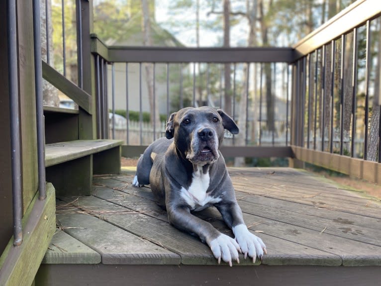 Nola, an American Pit Bull Terrier tested with EmbarkVet.com