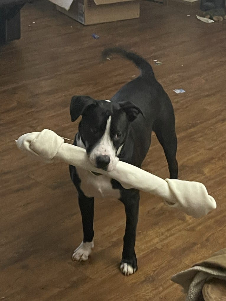 Chance, an American Pit Bull Terrier and Boxer mix tested with EmbarkVet.com