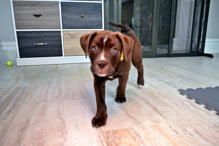 Abel, a Bulldog and Labrador Retriever mix tested with EmbarkVet.com