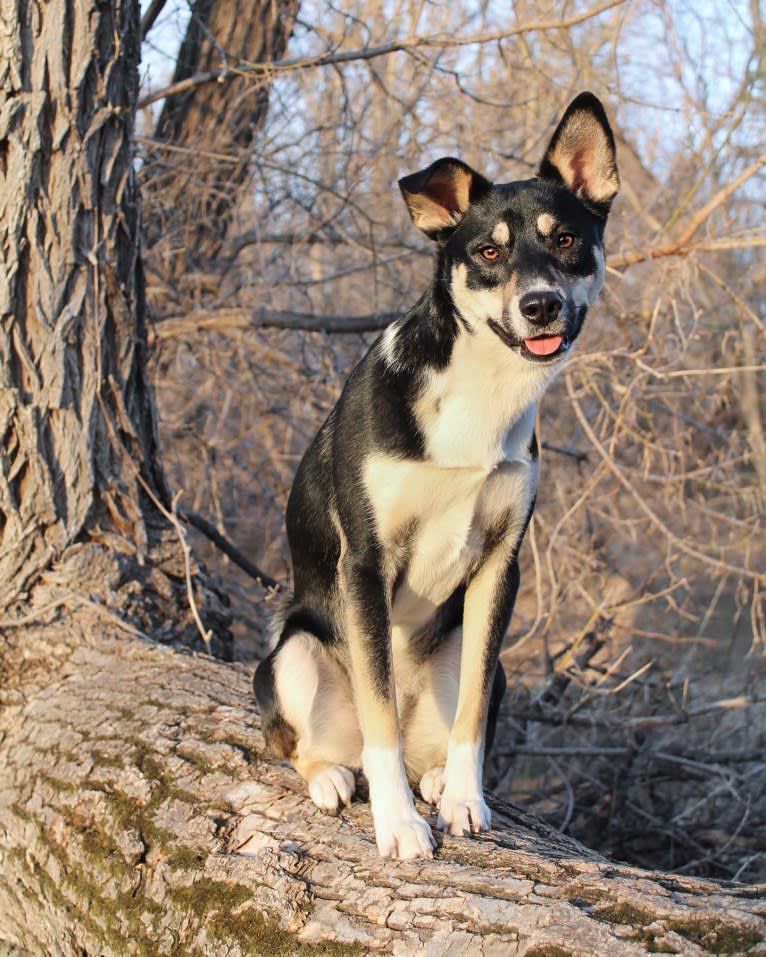 Kylo, a Shiba Inu and American Eskimo Dog mix tested with EmbarkVet.com