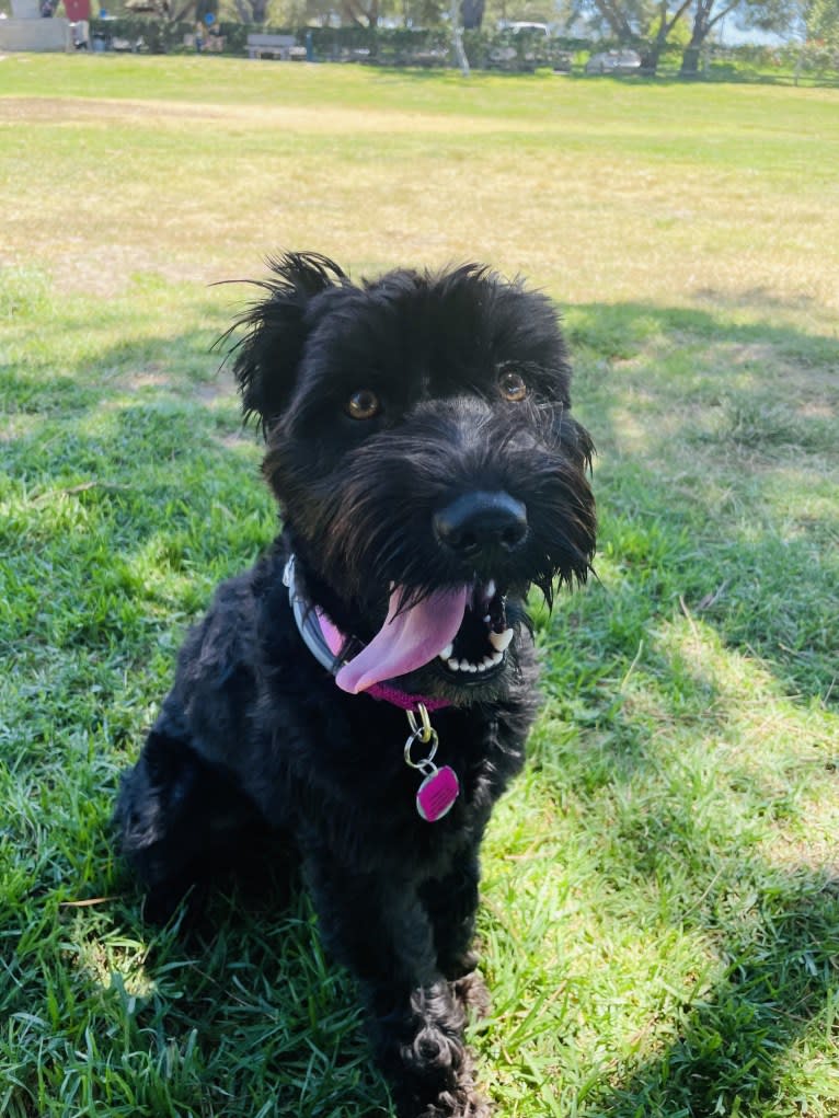 Taleeta, a Miniature Schnauzer and Weimaraner mix tested with EmbarkVet.com