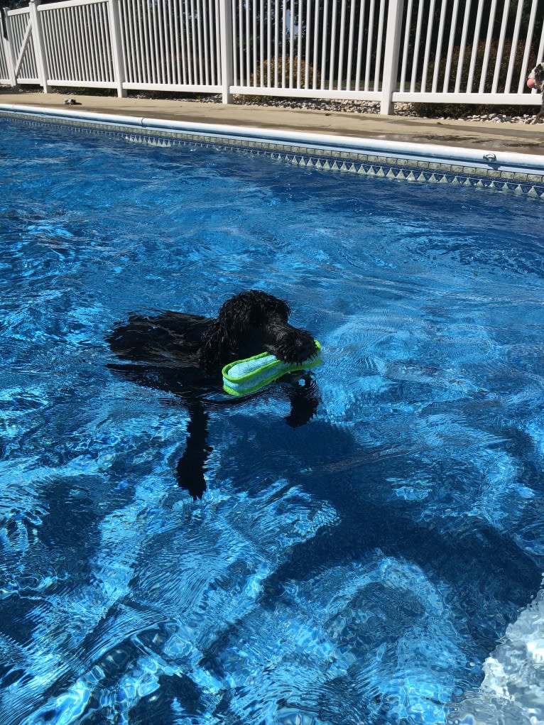 Juno, a Poodle (Standard) and English Cocker Spaniel mix tested with EmbarkVet.com